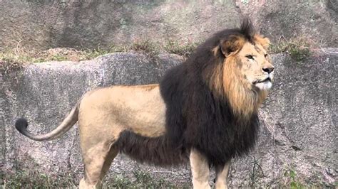 picture of barbary lion.